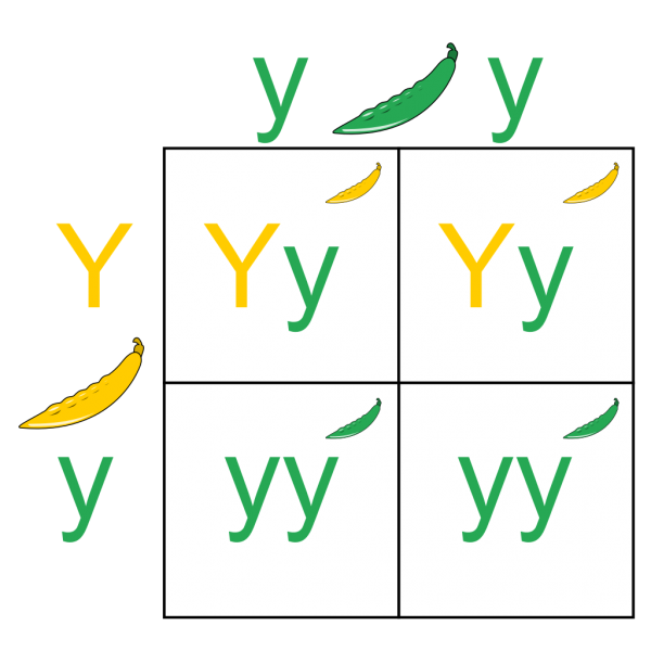 Sample punnett square