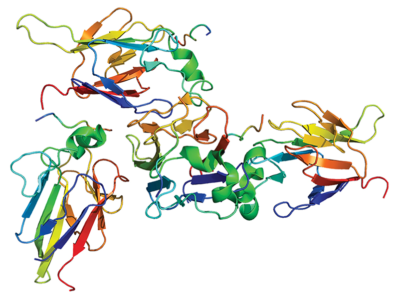 Genetic Disorder Reference Sheet: CHEK2 Gene Pathogenic Variants