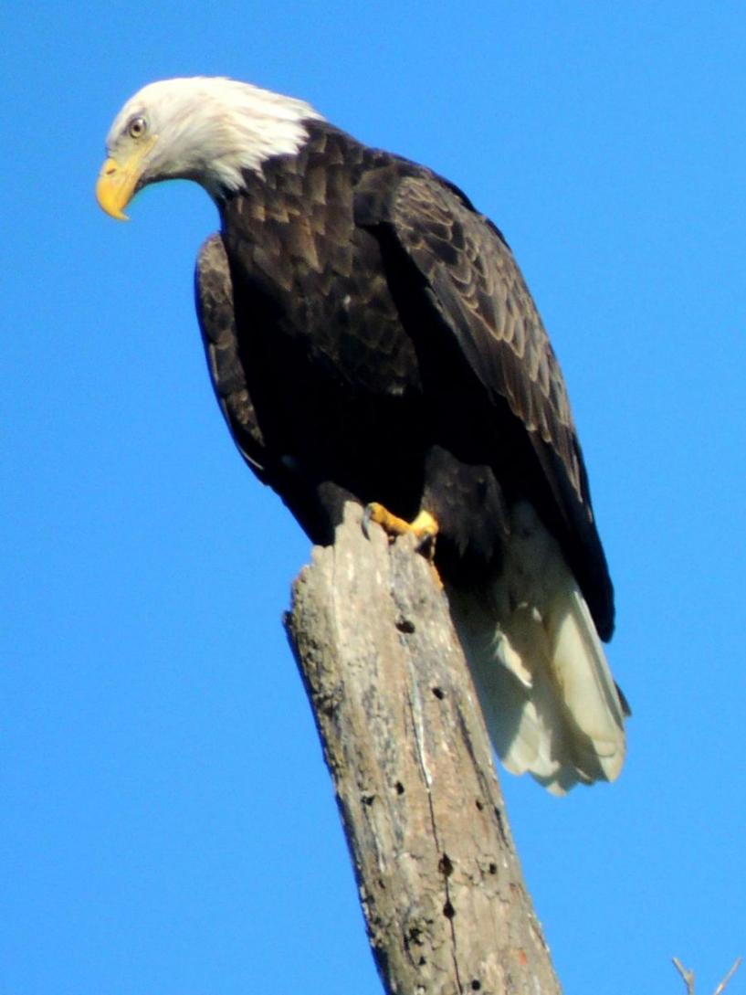 Bald eagle on a tree branch